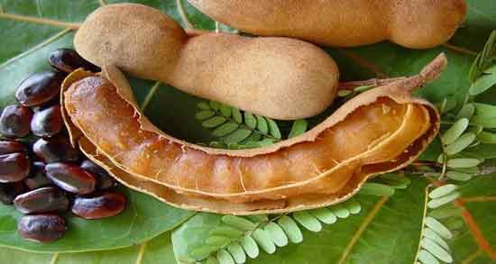 میوه های قرآنی تمر